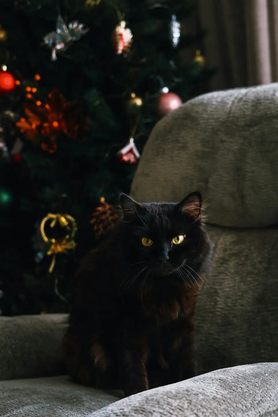 A black cat with yellow eyes sitting in front of a dimly lit Christmas tree