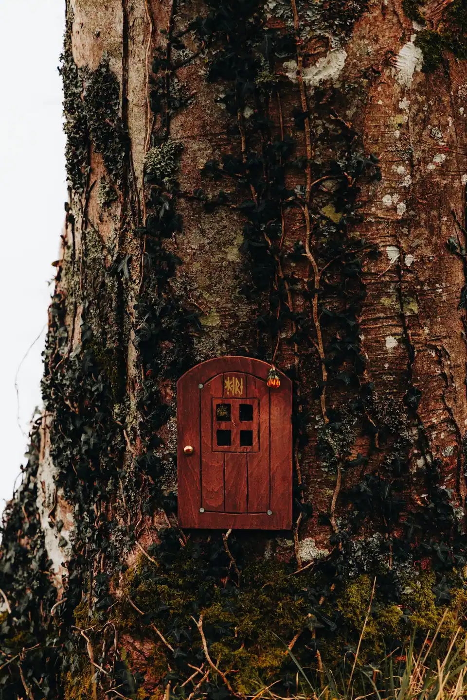 A small red wooden door fixed to an ivy-covered tree trunk
